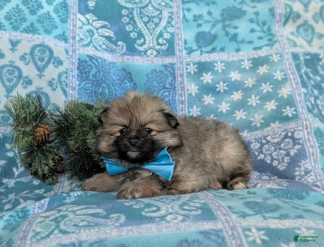 Pomeranian dogs for sale: Cagney - Ad 5