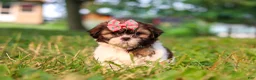 Shih Tzu dogs for sale: Rosie - Ad 3