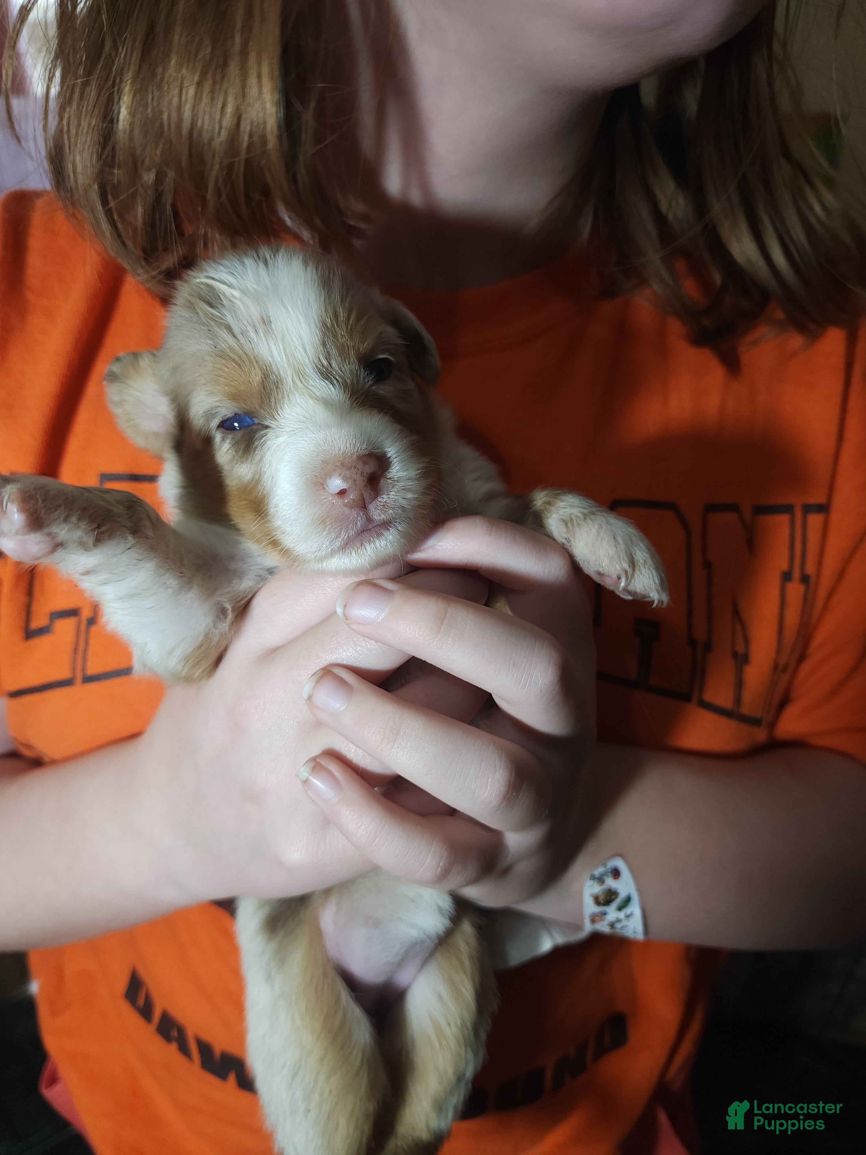 Australian Shepherd dogs Australian Shepherd Red Merle Female 3 - Ad 2