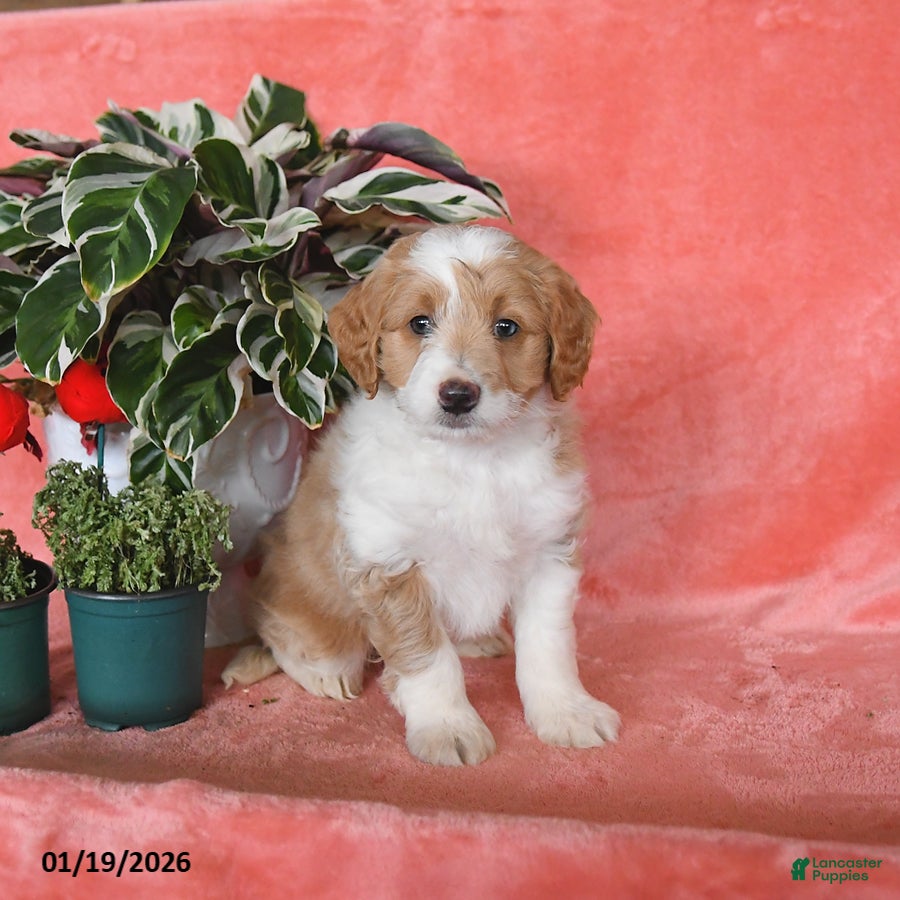 Mini Aussiedoodle dogs Champ   - Ad 2