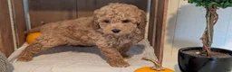 Miniature Poodle dogs for sale: Lady  - Ad 11
