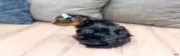 Yorkshire Terrier dogs for sale: Maggie - Ad 6