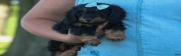 Miniature Dachshund dogs for sale: Harley  🦴🐶 - Ad 8