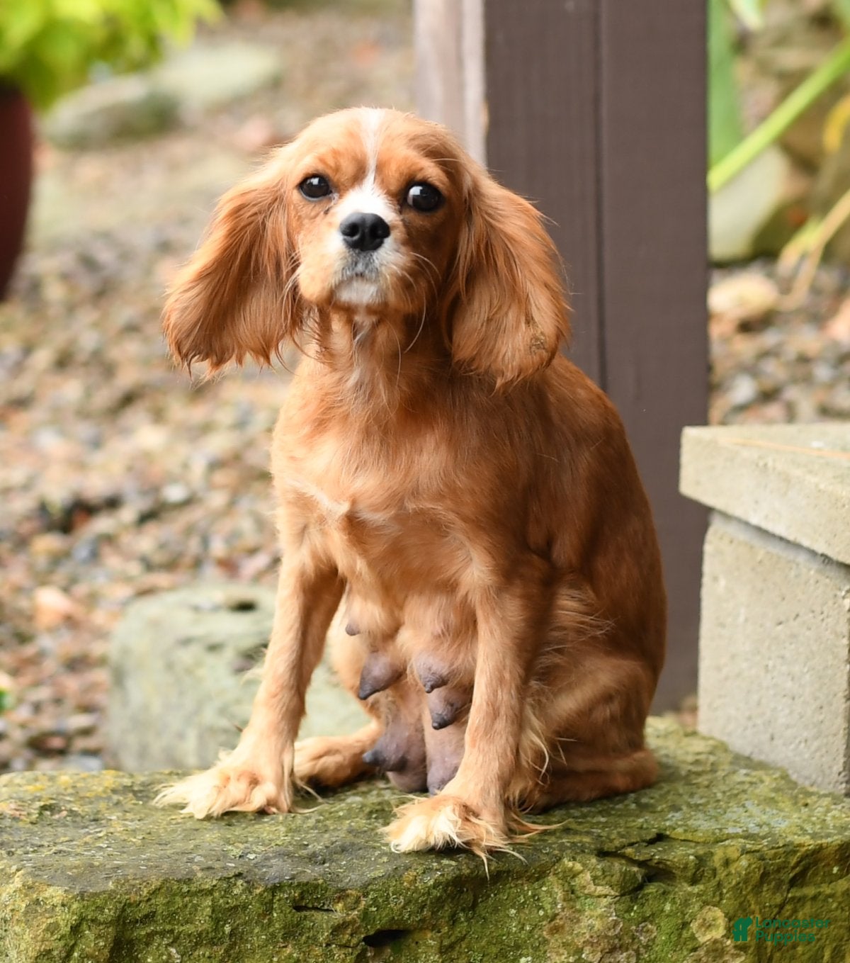Cavalier King Charles Spaniel Dogs Breed - Information