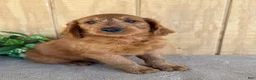 Goldendoodle dogs for sale: Gavin - Ad 17