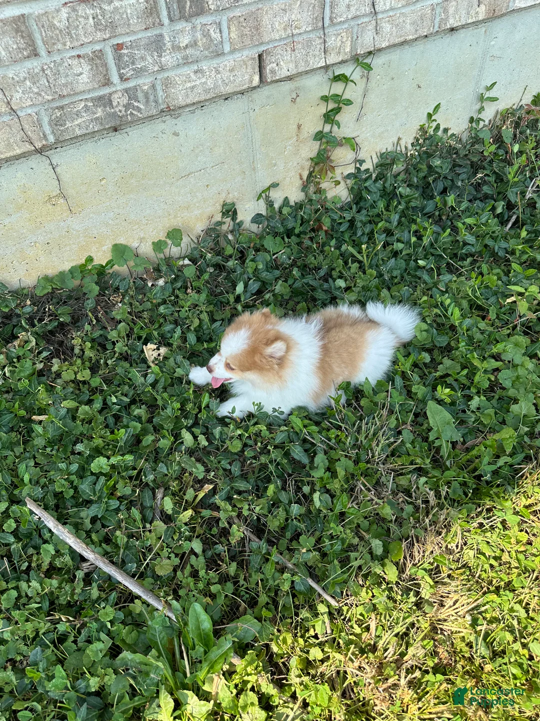 Pomeranian dogs for sale: Pomeranian 2 - Ad 2