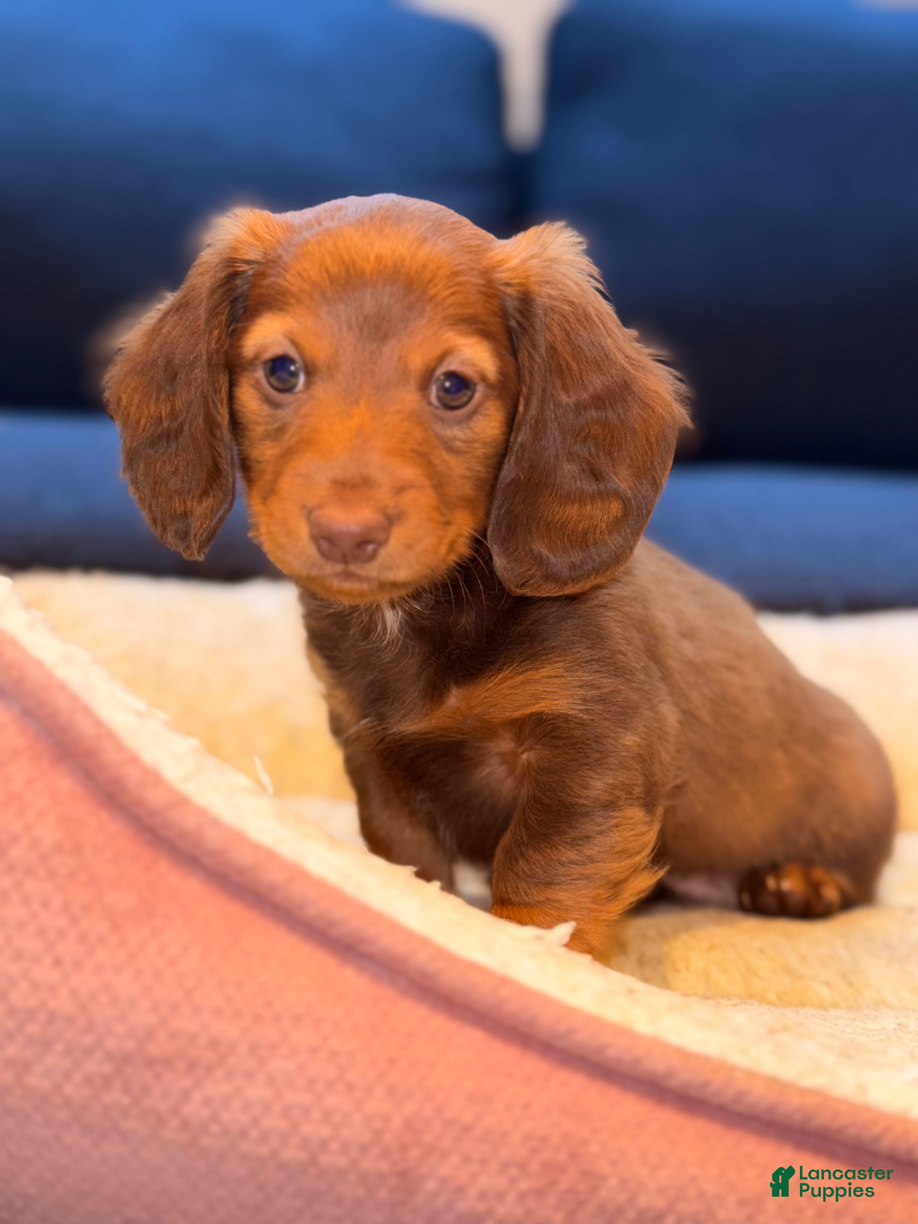 Miniature Dachshund dogs Whiskey - Ad 18