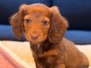 Miniature Dachshund dogs for sale: Whiskey - Ad 2