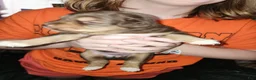 Australian Shepherd dogs for sale: Cherry - Ad 30