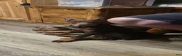 Doberman Pinscher dogs for sale: Fury  - Ad 4