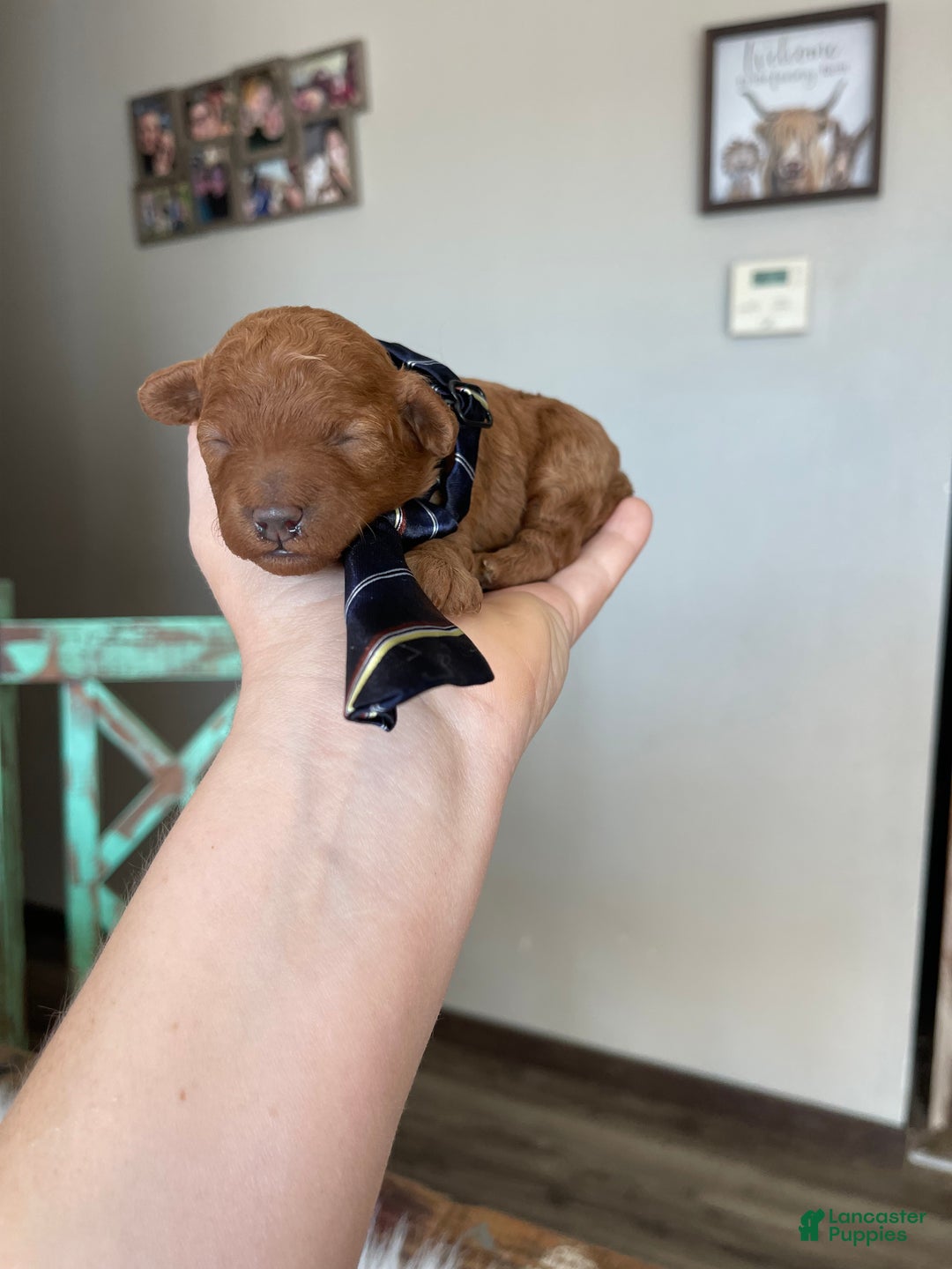 Toy Poodle dogs for sale: Akc Bred Color Red Boy - Ad 9