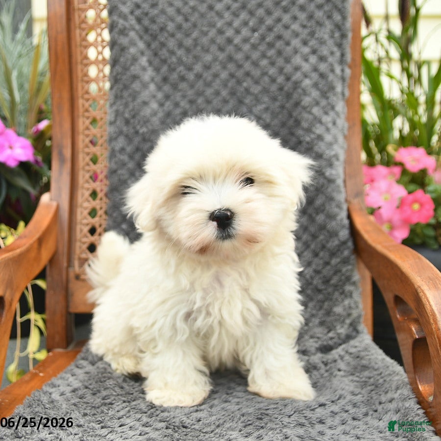 Maltipoo dogs Finn  - Ad 1