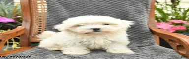 Finn 