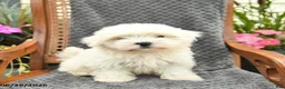 Maltipoo dogs for sale: Finn  - Ad 1