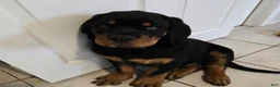 Rottweiler dogs for sale: Rottweiler Puppy 1 - Ad 6