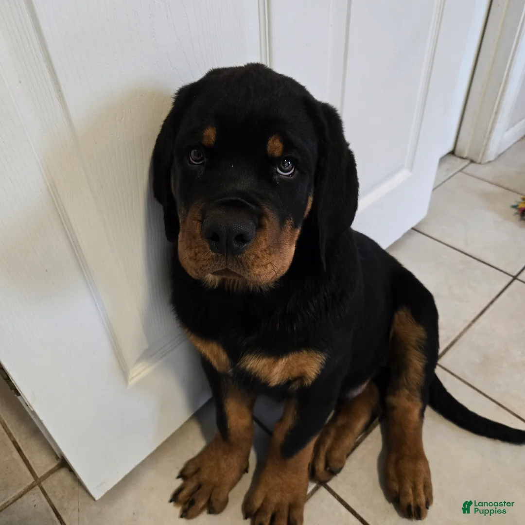 Rottweiler dogs for sale: Rottweiler Puppy 1 - Ad 6