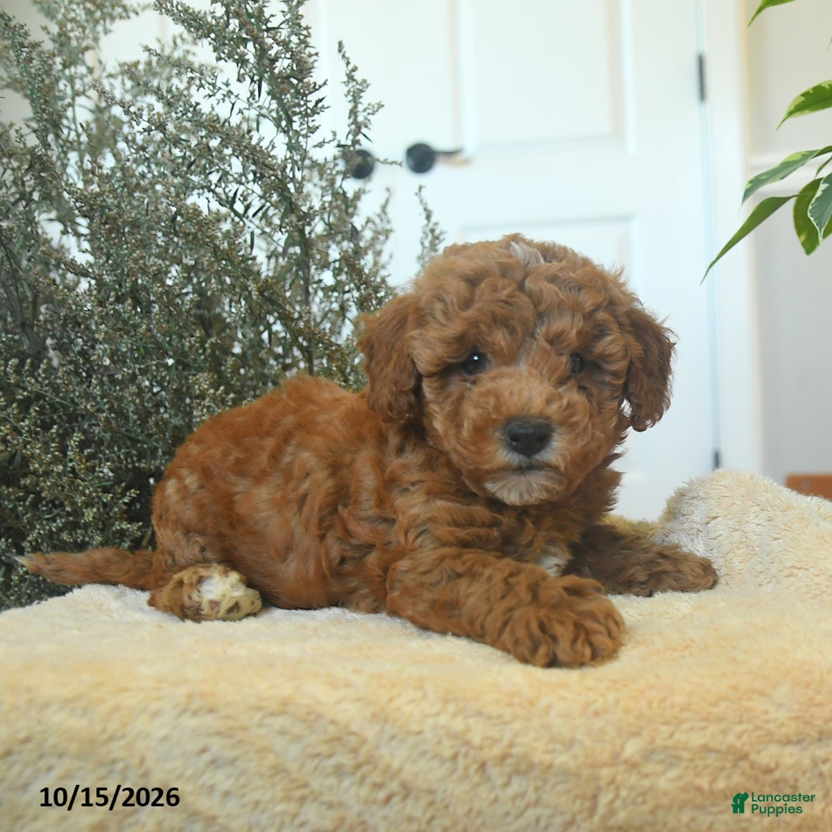 Miniature Poodle dogs Mikey - Ad 2
