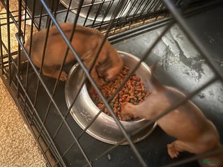 Rhodesian Ridgeback dogs Rhodesian Ridgeback Puppy 11 - Ad 24