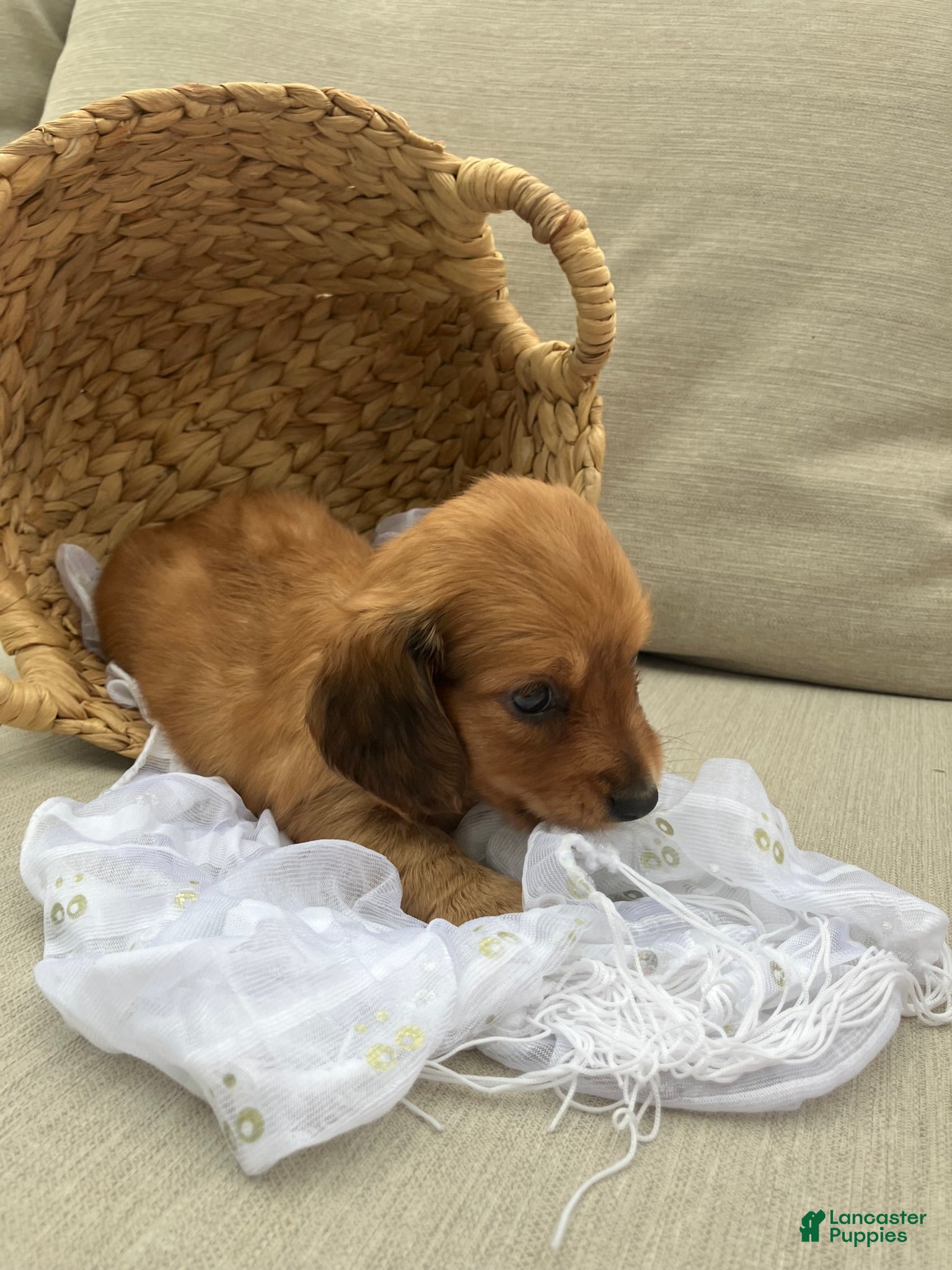 Miniature Dachshund dogs for sale: Peanut - Ad 3