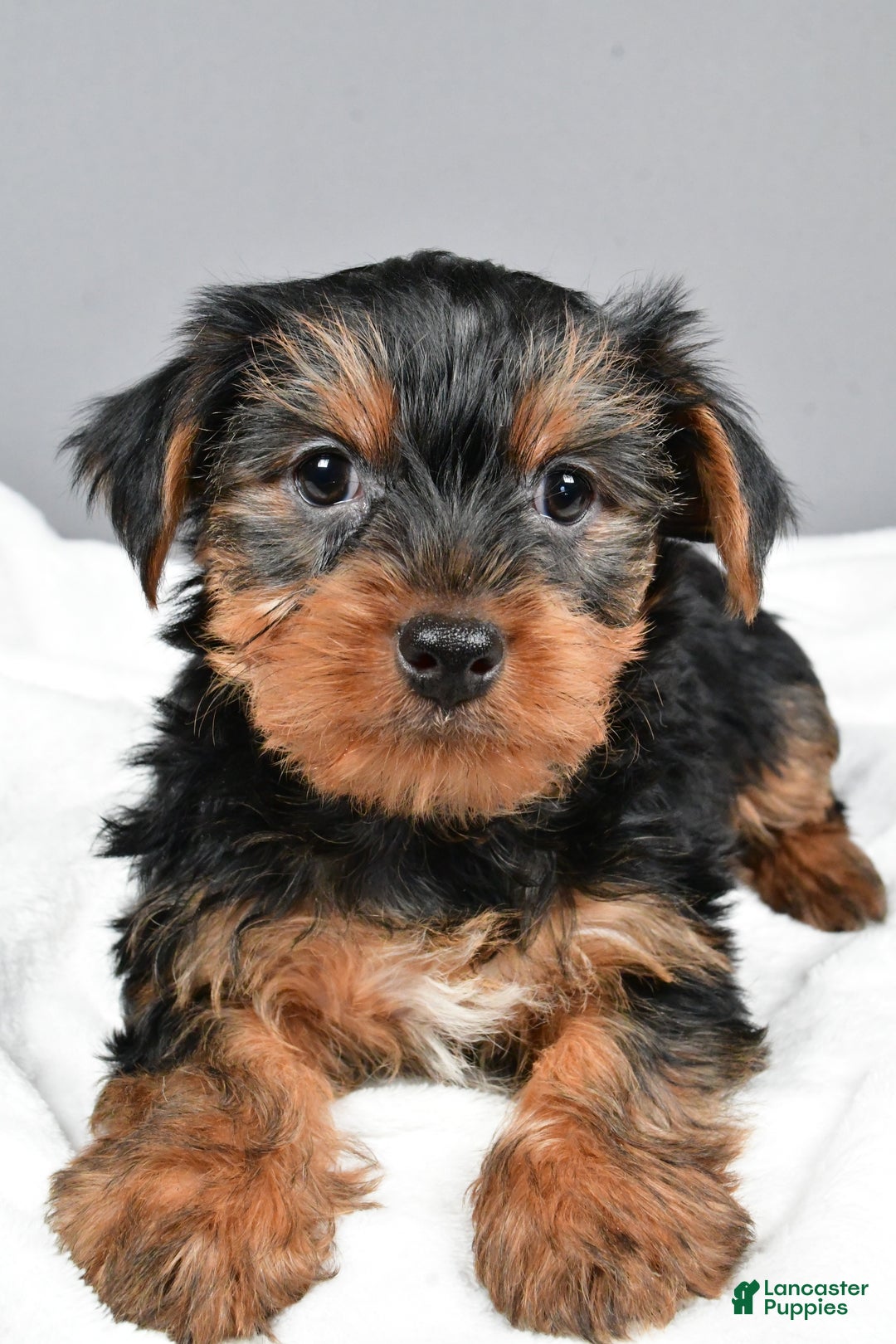 Yorkshire Terrier dogs for sale: Marcey - Ad 2