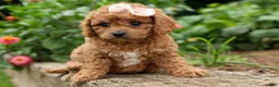 Cavapoo dogs for sale: Veronica💖 - Ad 7