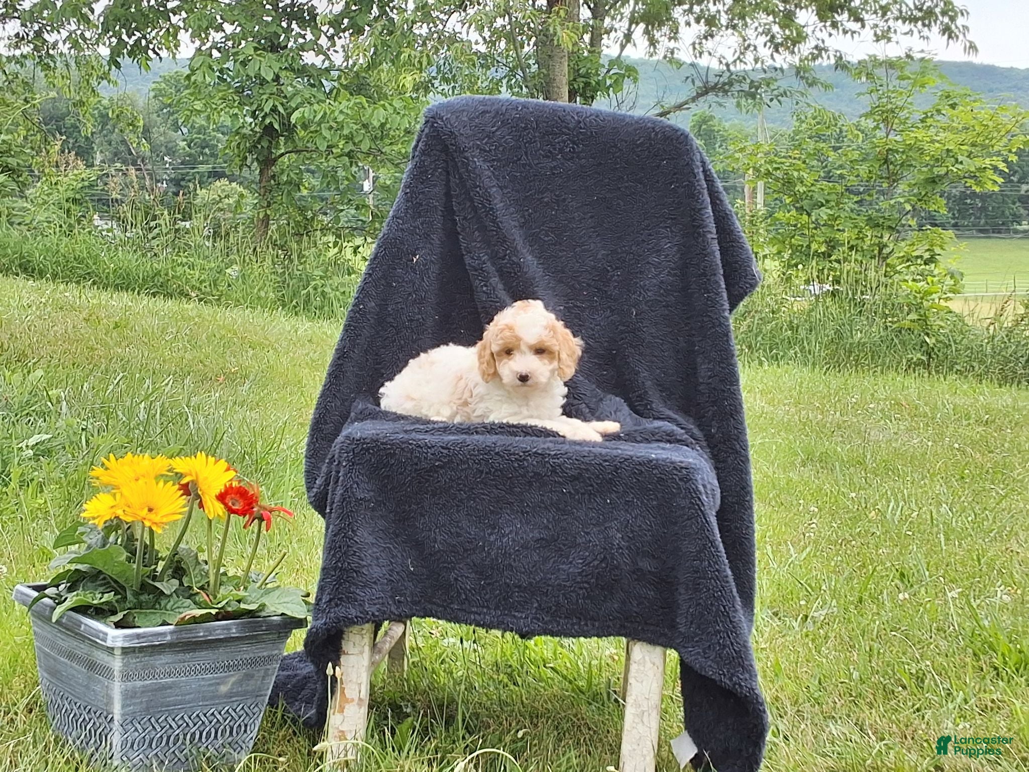 Miniature Poodle dogs Cassidy  - Ad 2