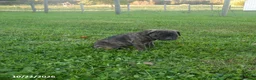 Cane Corso dogs for sale: Autumn - Ad 1