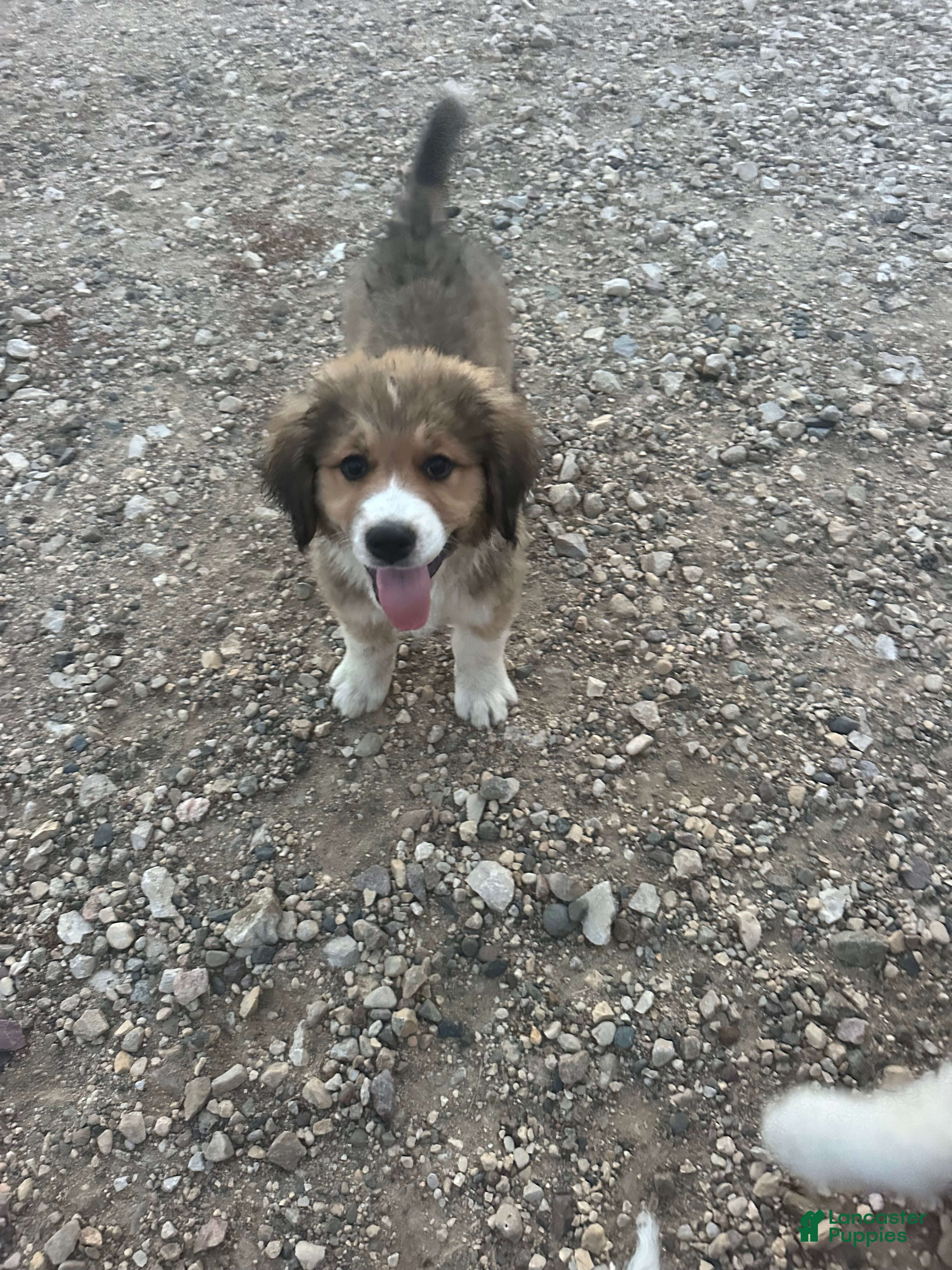 Mixed Breed dogs Pebbles  - Ad 3