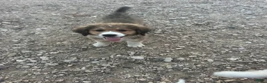 Pebbles 
