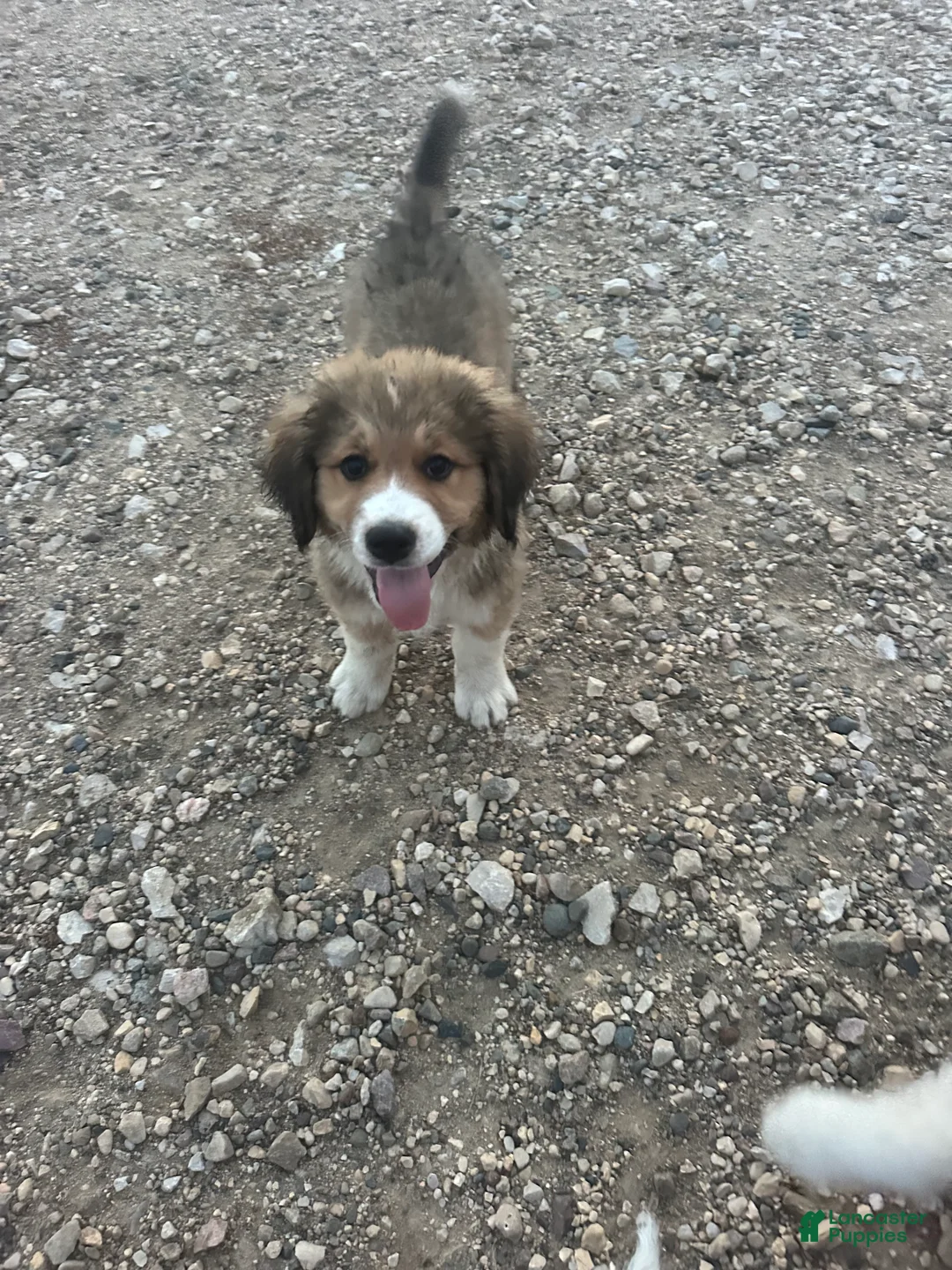 Mixed Breed dogs for sale: Pebbles  - Ad 1