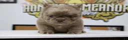 French Bulldog dogs for sale: French Bulldog 1 - Ad 2