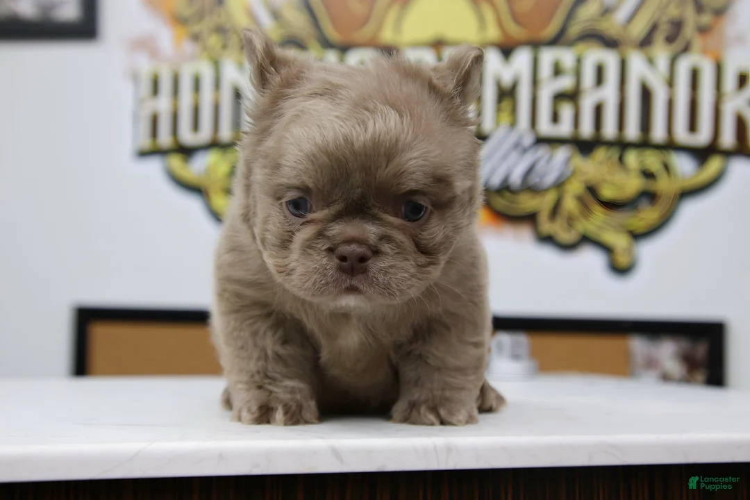 French Bulldog dogs for sale: French Bulldog 1 - Ad 2