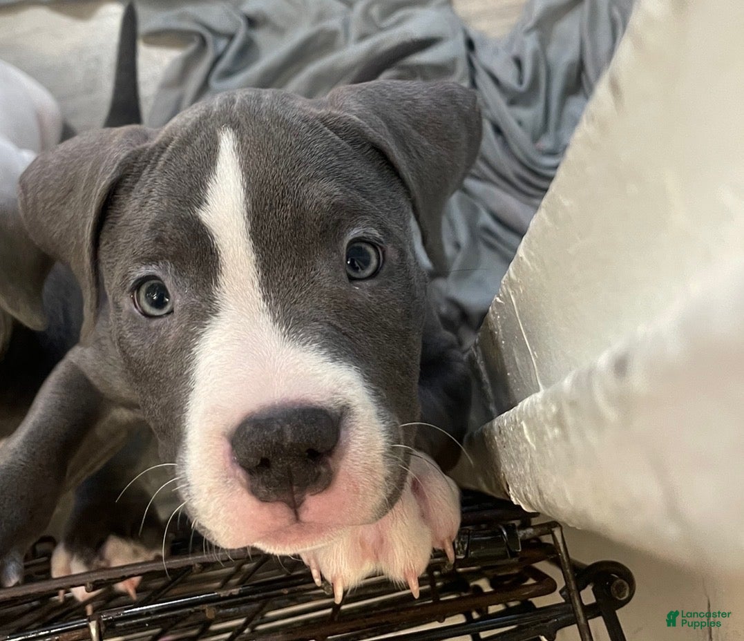 American Bully dogs American Bully Puppy 2 - Ad 2