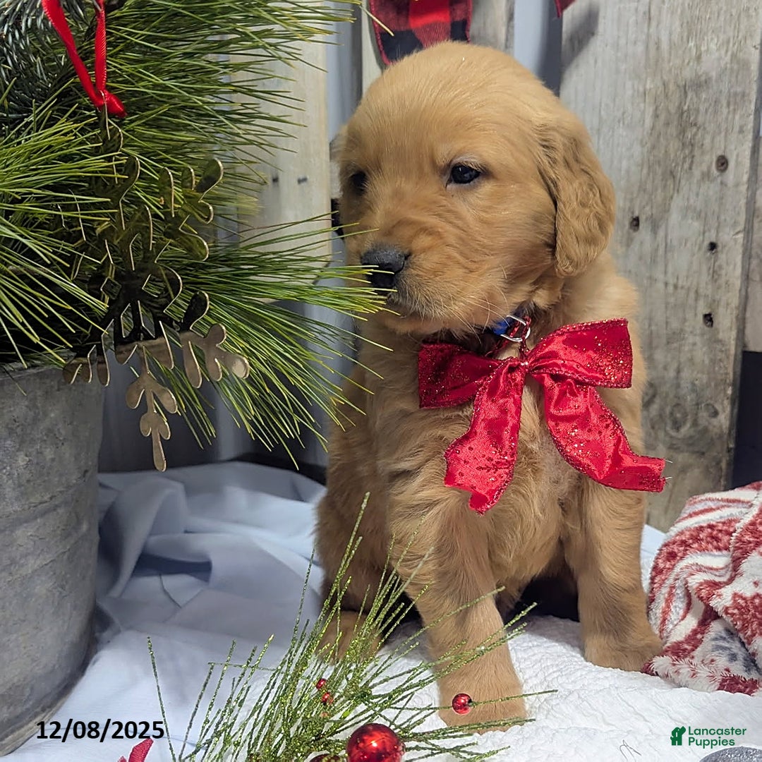 Golden Retriever dogs for sale: Jingle  - Ad 2