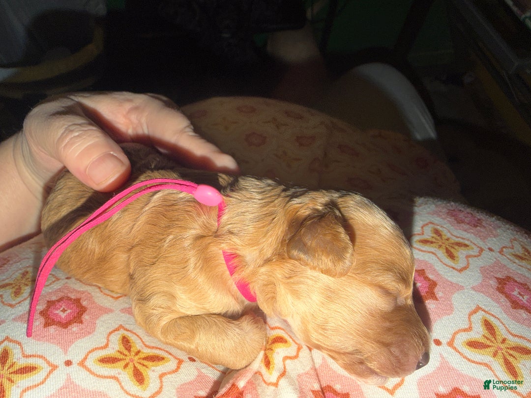 Miniature Poodle dogs for sale: AKC Miniature Poodle Puppy Red - Ad 5