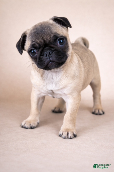 Pug dogs Pug Puppy 1 - Ad 20