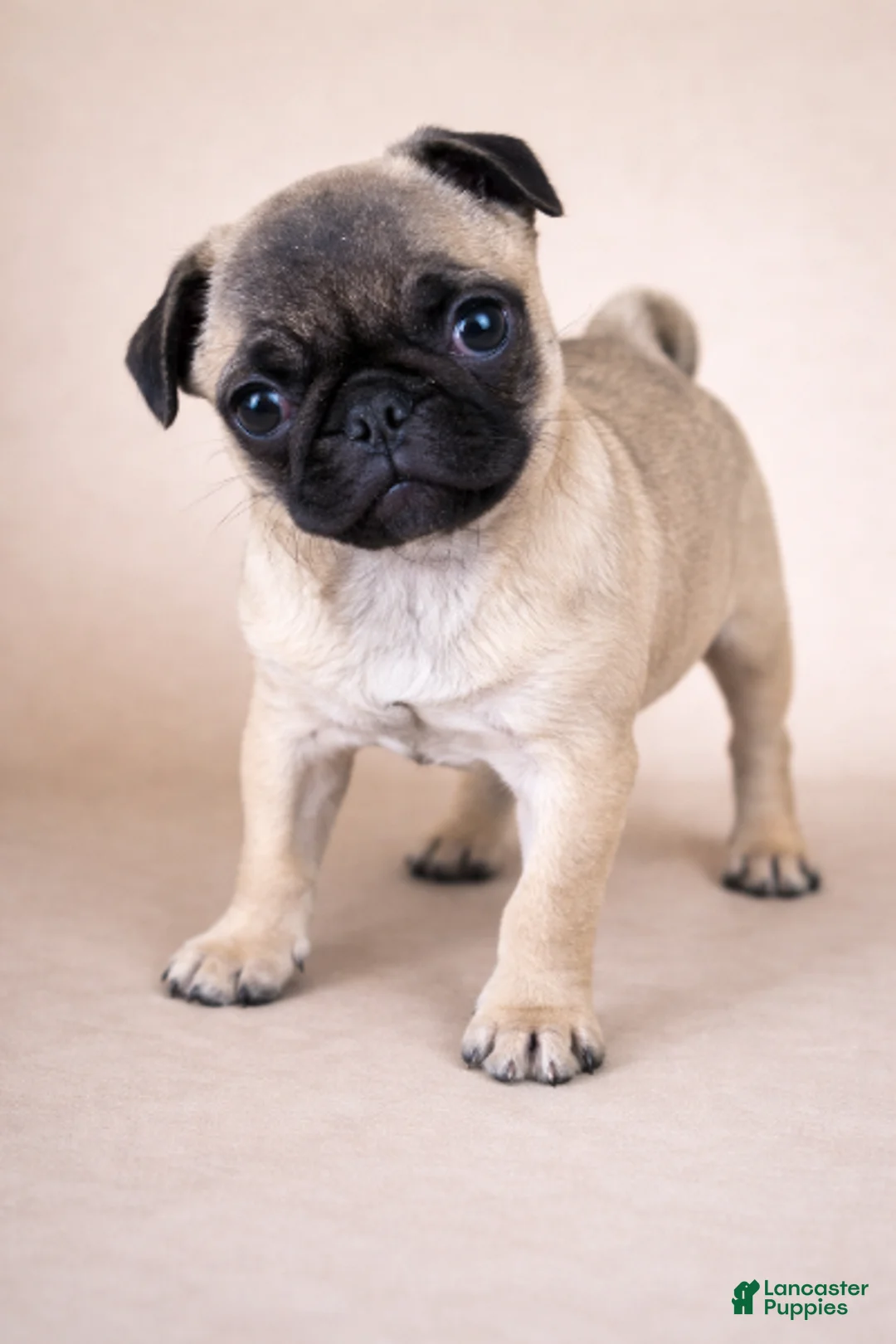 Pug dogs for sale: Pug Puppy 1 - Ad 1