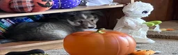 Shetland Sheepdog dogs for sale: Chandler  - Ad 3
