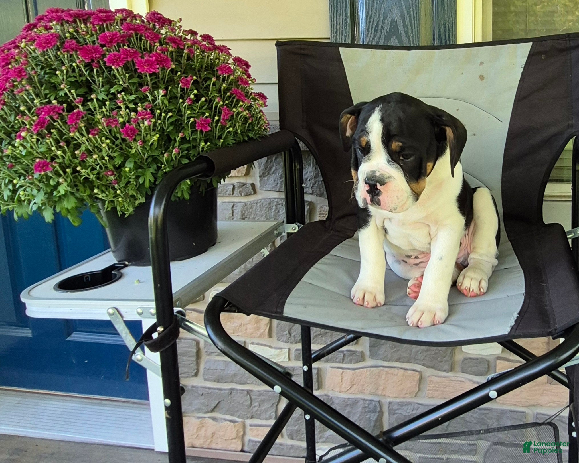 Mixed Breed dogs for sale: Ollie - Ad 3
