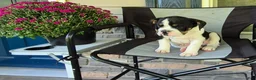 Mixed Breed dogs for sale: Ollie - Ad 1
