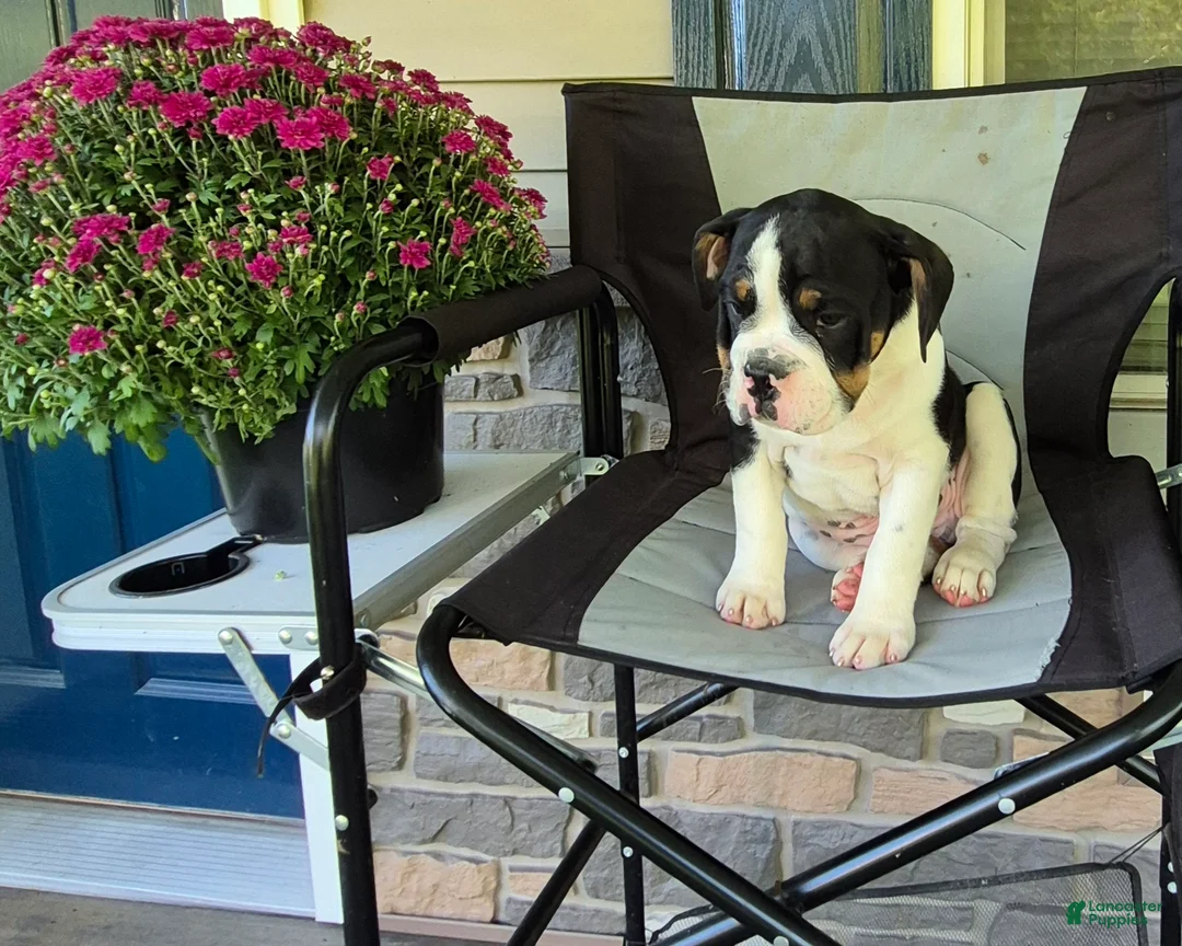 Mixed Breed dogs for sale: Ollie - Ad 1