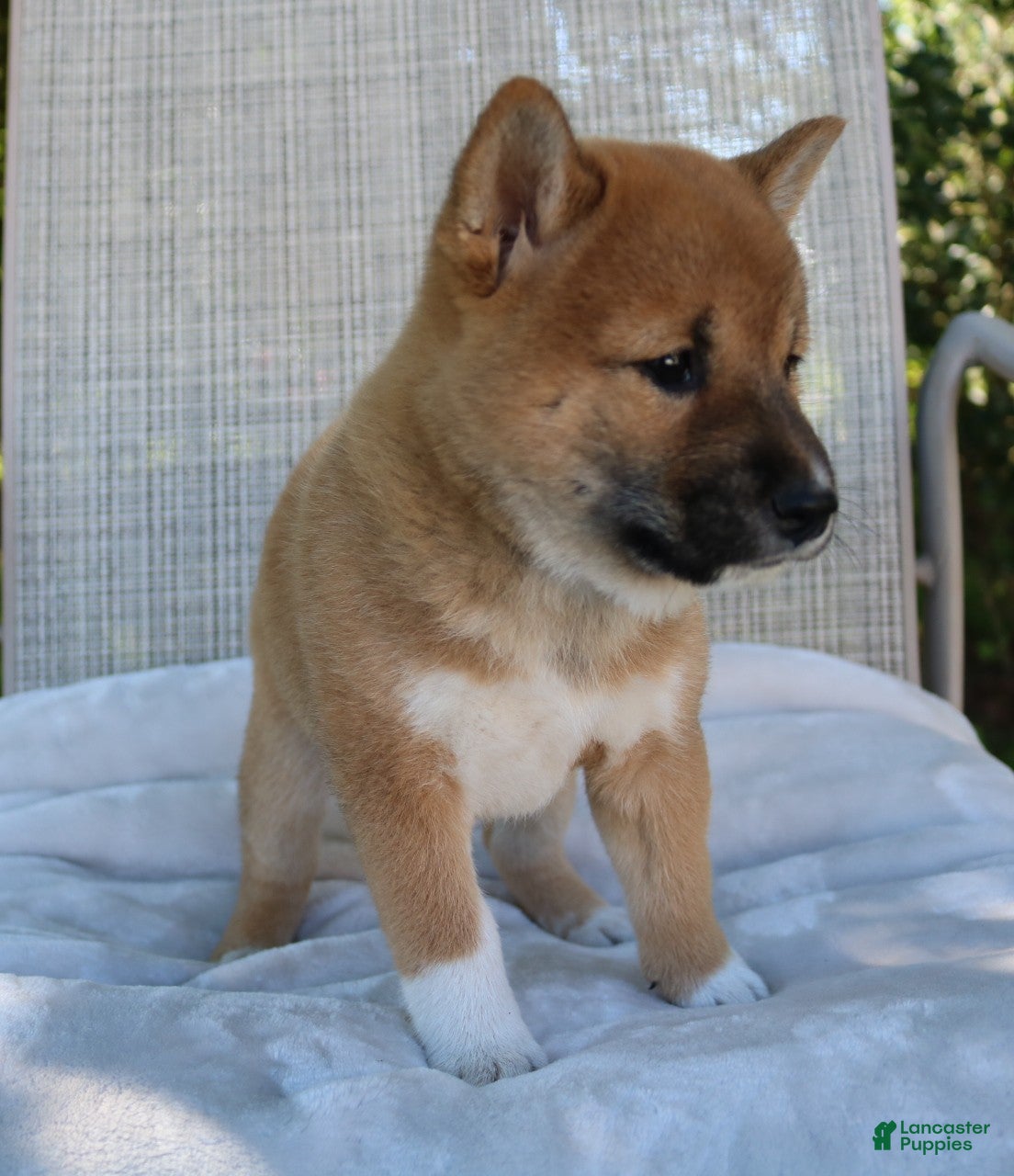 Shiba Inu dogs Luna - Ad 2