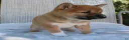 Shiba Inu dogs for sale: Luna - Ad 2