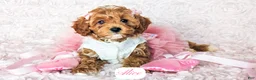 Cavapoo dogs for sale: Alice - Ad 12