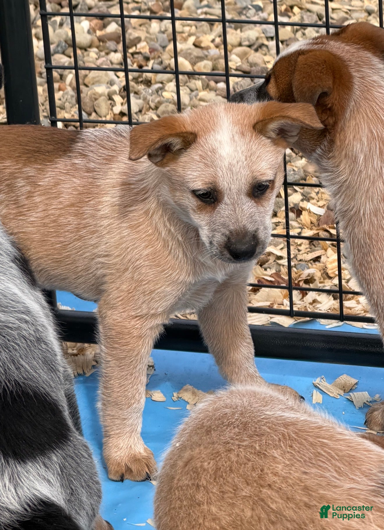 Australian Cattle Dog dogs Bella - Ad 20