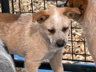 Australian Cattle Dog dogs Bella - Ad 29