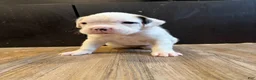 Boxer dogs for sale: Snowball  - Ad 3