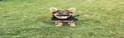 German Shepherd dogs for sale:  Prince - Ad 3