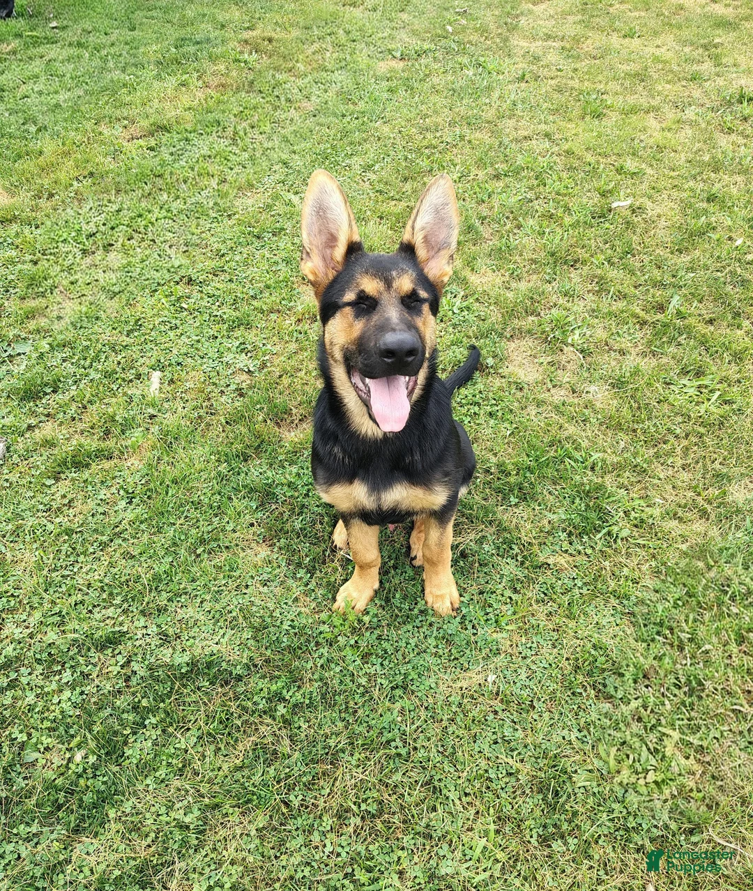 German Shepherd dogs for sale:  Prince - Ad 3