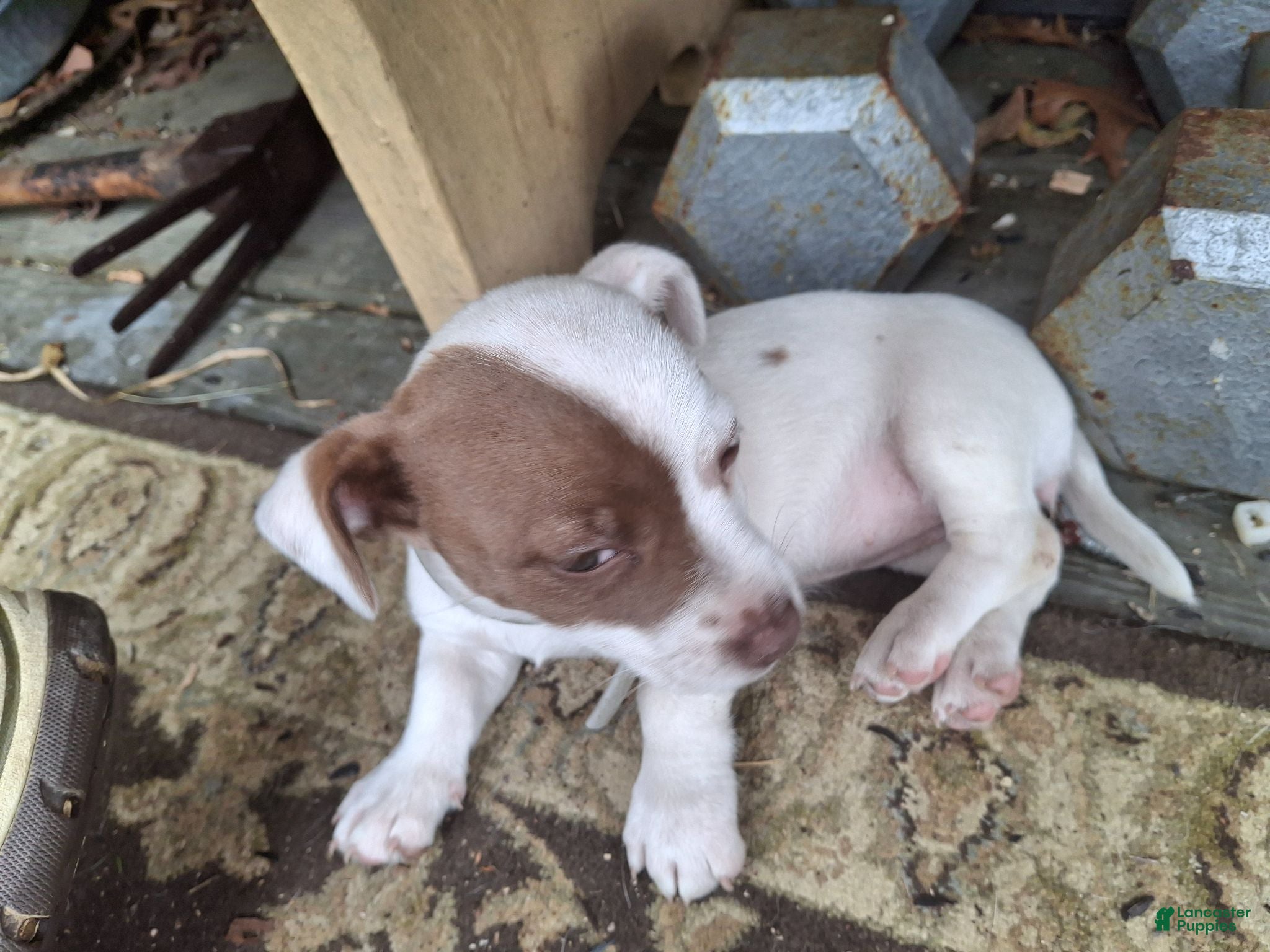 Jack Russell Terrier dogs Jack Russell Terrier 3 - Ad 2